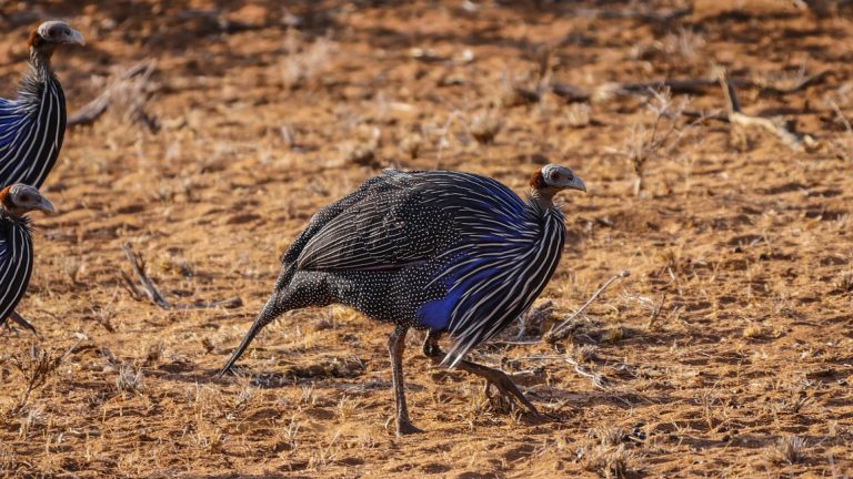 Temps De Cuisson Suprême De Pintade à La Poêle Quel Est Le Temps De Cuisson Idéal Pour Une Pintade Au Four En Cocotte 22 Préparez des suprêmes de pintade à la poêle ! – Gastronomie Petit Feuillant